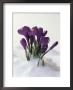 Crocus In The Snow by Nancy Rotenberg Limited Edition Print