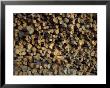 Logs At The J Paul Levesque Saw-Mill, Maine, Usa by Jerry & Marcy Monkman Limited Edition Print