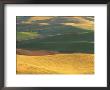 Ripening Wheat And Lentils, Whitman County, Wa by Mark Windom Limited Edition Print