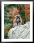 Nyc, Central Park Zoo by Lauree Feldman Limited Edition Print