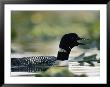 A Swimming Male Loon In Breeding Plumage Emits A Call by Michael S. Quinton Limited Edition Print