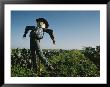 A Smiling Scarecrow Stands Guard Over Pumpkin Fields by Stephen St. John Limited Edition Print