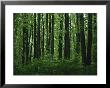 A View Of The Forest In Rock Creek Park by Taylor S. Kennedy Limited Edition Pricing Art Print