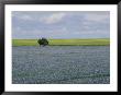 Flax And Canola Fields, Saskatchewan, Canada by Michael S. Lewis Limited Edition Print