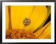 22 Spot Ladybird, Adult Hunting On Flower, Cambridgeshire, Uk by Keith Porter Limited Edition Print