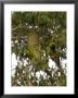 Golden-Collared Macaw, Parrot Perched On Branch With Wings Extended, Brazil by Roy Toft Limited Edition Print