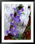 Dwarf Lake Iris Growing Through Birch Bark, Upper Peninsula, Michigan, Usa by Jim Zuckerman Limited Edition Print