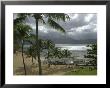 Palm Trees, Kaui, Hawaii by Keith Levit Limited Edition Print