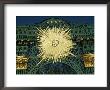 Detail At Sanssouci (Sans-Souci) Castle, Potsdam, Brandenburg, Germany by Hans Peter Merten Limited Edition Print
