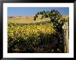 Yakima Valley Vineyards, Washington, Usa by Jamie & Judy Wild Limited Edition Print