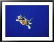 A Swimming Sea Turtle Flanked By Fish by Nick Caloyianis Limited Edition Print