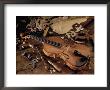 Violin And Tools by Martin Fox Limited Edition Print