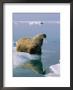 A Mother And Juvenile Atlantic Walrus Approach The Edge Of An Ice Floe by Norbert Rosing Limited Edition Print