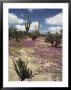 A Desert View With Red Clover Surrounding Various Cacti by Luis Marden Limited Edition Print