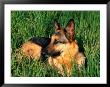 German Shepherd Lying In Grass by Francie Manning Limited Edition Pricing Art Print