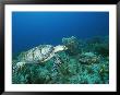 An Endangered Hawksbill Turtle Swims Near The Sea Floor by Brian J. Skerry Limited Edition Print