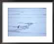 Molting Emperor Penguin On Packed Ice by Anna Zuckerman-Vdovenko Limited Edition Print