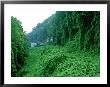 Kudzu, Introduced To Control Erosion, Now A Pest Plant by David M. Dennis Limited Edition Print