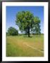 Valley Oak Trees On A Hillside In Monterey by Rich Reid Limited Edition Print