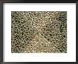 Dark And Light Stones Set In The Ground In A Triangular Pattern by Todd Gipstein Limited Edition Print
