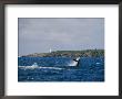 A Humpback Whale And Calf Frolic Off Coast With Lighthouse by Jason Edwards Limited Edition Print