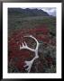 Antler Amid Alpine Bearberry, Brooks Range, Arctic National Wildlife Refuge, Alaska, Usa by Hugh Rose Limited Edition Print