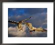 Seabirds Flying Around The Bainbridge Island Ferry In Puget Sound, Seattle, Washington, Usa by Richard I'anson Limited Edition Print