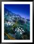 High Altitude Mountain Daisies (Celmisia Semicordata), Mt. Cook Nat. Park, Canterbury, New Zealand by Gareth Mccormack Limited Edition Print