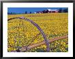 Daffodil Farm In Willamette Valley, Oregon, Usa by Janis Miglavs Limited Edition Print