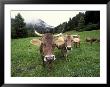 Swiss Brown Cows At Umbrail Pass, Switzerland by Gavriel Jecan Limited Edition Print