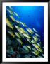 School Of Blue Stripe Snappers (Lutjanus Kasmira) At Reef, Palau, Palau by Casey Mahaney Limited Edition Print