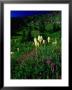 Beargrass (Xerophyllum Tenax) Near Eagle Pass, Mission Mountains Tribal Wilderness, Montana, Usa by Gareth Mccormack Limited Edition Print