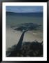 The Shadow Of A Tree Juts Out Over The Water At Hazards Beach by Sam Abell Limited Edition Pricing Art Print