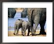 Two African Elephant Calves Walking With Their Mother To A Fresh-Water Pond by Beverly Joubert Limited Edition Print