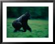 A Western Lowland Gorilla (Gorilla Gorilla Gorilla) Sprinting Through A Field by Michael Nichols Limited Edition Print