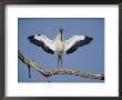 A Wood Stork Spreads Its Wings by Joel Sartore Limited Edition Pricing Art Print