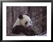 National Zoo Panda Eats Bamboo During A Winter In The Snow by Taylor S. Kennedy Limited Edition Print