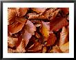 Fagus Sylvatica (Beech), Close-Up Of Fallen Autumn Leaves by Susie Mccaffrey Limited Edition Print