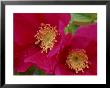 Rosa Scabrosa In Flower by Mark Bolton Limited Edition Print