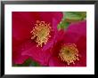 Rosa Scabrosa In Flower by Mark Bolton Limited Edition Pricing Art Print