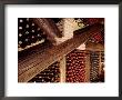 Wine Cellar by John James Wood Limited Edition Print