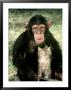 Chimpanzee Sitting With A Kitten by Richard Stacks Limited Edition Print