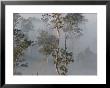 Tropical Rainforest On The Border Of Burma And Thailand by Gavriel Jecan Limited Edition Print