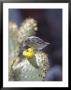 Cactus Finch, Feeding On Opuntia Cactus Blossoms, Santa Cruz Island, Galapagos by Mark Jones Limited Edition Print