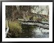 Mountain Lion And Kittens Cross A Creek On Logs by Jim And Jamie Dutcher Limited Edition Print