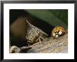 Ladybug And A Leafhopper Encounter Each Other On A Twig by George Grall Limited Edition Print
