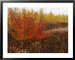 A Dwarf Birch Tree Shows Its Autumn Colors by Raymond Gehman Limited Edition Print
