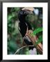 Silvery Cheeked Hornbill, Lake Manyara National Park, Tanzania by Ariadne Van Zandbergen Limited Edition Print