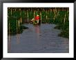 Flora And People Of The Mekong Delta, An Giang, Vietnam by John Banagan Limited Edition Pricing Art Print