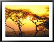 Tanganyika Thorn Trees With Brilliant Sunset In Background At Serengeti National Park by Loomis Dean Limited Edition Print